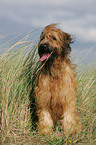 Briard am Meer