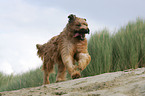 Briard am Meer