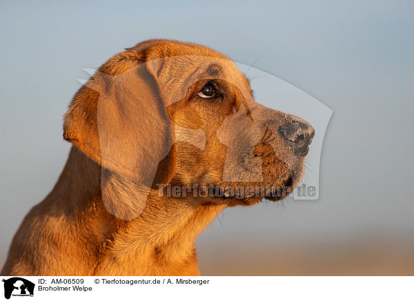 Broholmer Welpe / Broholmer Puppy / AM-06509