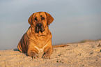 Broholmer am Strand