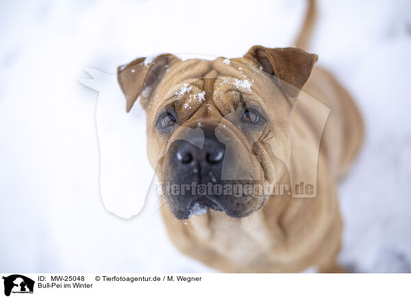 Bull-Pei im Winter / Bull-Pei in winter / MW-25048