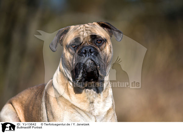 Bullmastiff Portrait / YJ-13642