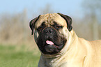 Bullmastiff Portrait