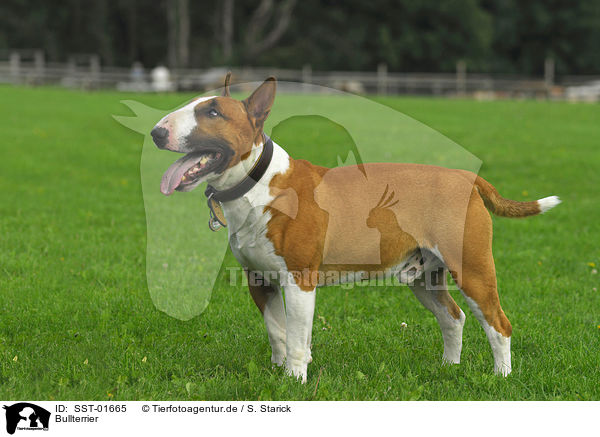 Bullterrier / SST-01665