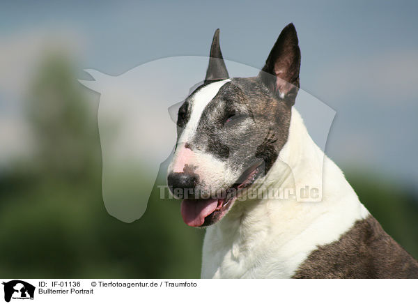 Bullterrier Portrait / Bullterrier Portrait / IF-01136