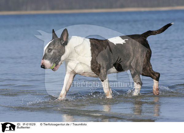 Bullterrier / IF-01629