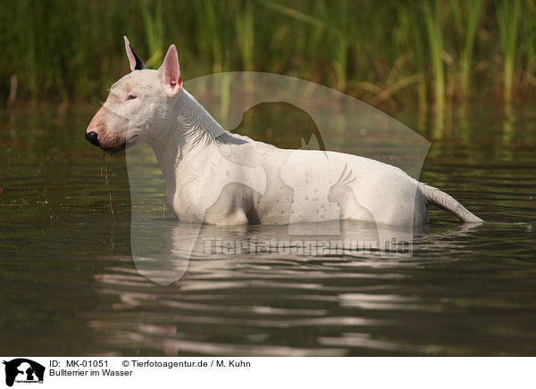 Bullterrier im Wasser / MK-01051