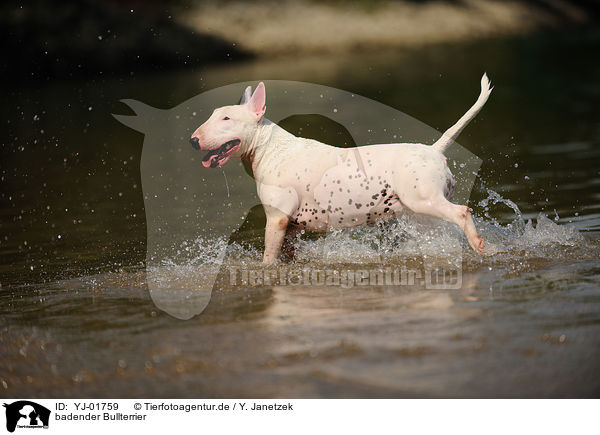 badender Bullterrier / bathing English Bull Terrier / YJ-01759