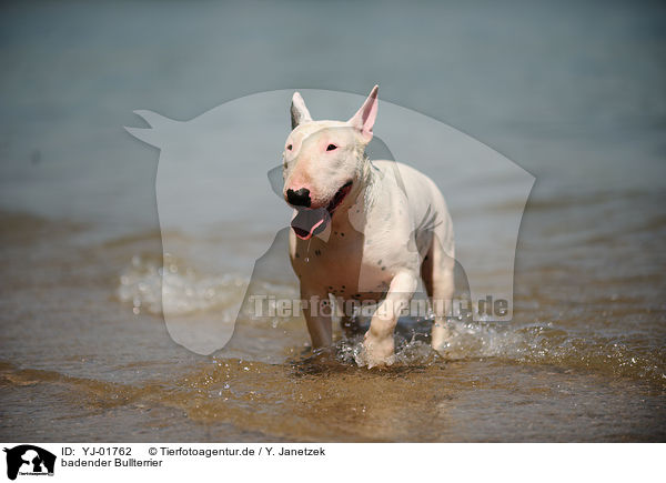badender Bullterrier / bathing English Bull Terrier / YJ-01762