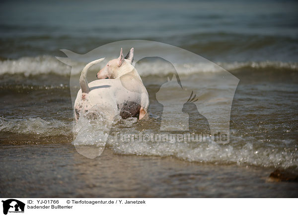 badender Bullterrier / bathing English Bull Terrier / YJ-01766