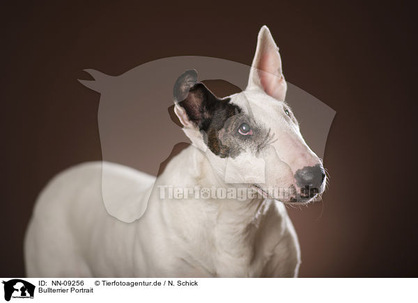 Bullterrier Portrait / Bull Terrier Portrait / NN-09256