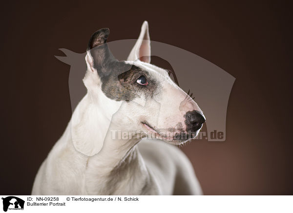 Bullterrier Portrait / Bull Terrier Portrait / NN-09258