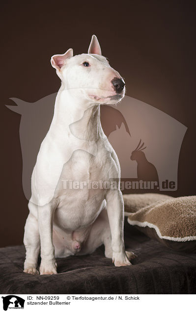 sitzender Bullterrier / sitting Bull Terrier / NN-09259