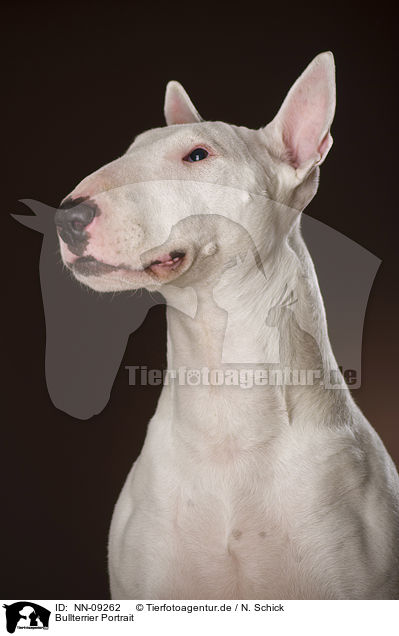 Bullterrier Portrait / Bull Terrier Portrait / NN-09262