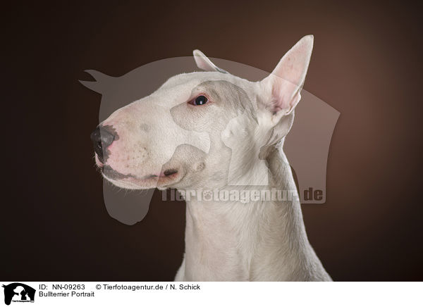 Bullterrier Portrait / Bull Terrier Portrait / NN-09263