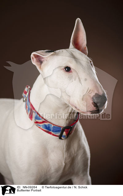 Bullterrier Portrait / Bull Terrier Portrait / NN-09264