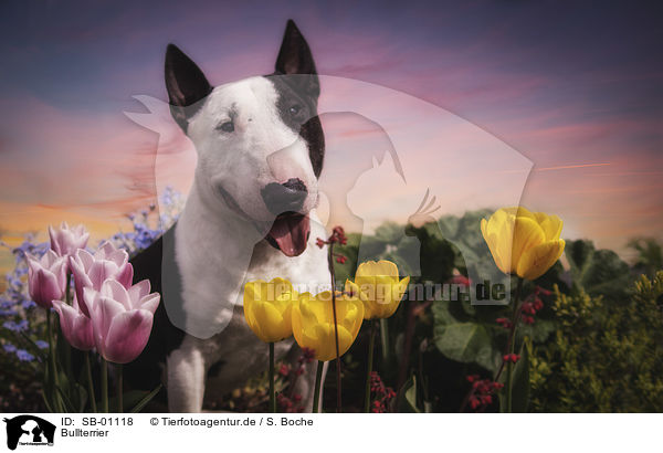 Bullterrier / SB-01118