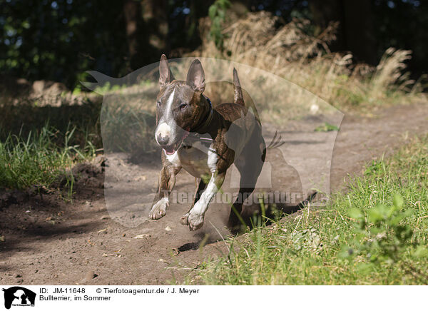 Bullterrier, im Sommer / Bull Terrier in summer / JM-11648