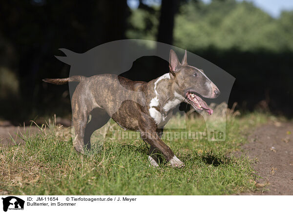 Bullterrier, im Sommer / Bull Terrier in summer / JM-11654