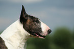 Bullterrier Portrait