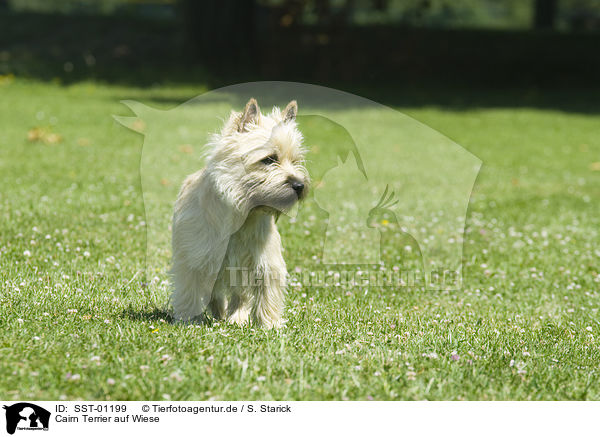 Cairn Terrier auf Wiese / Cairn Terrier on meadow / SST-01199