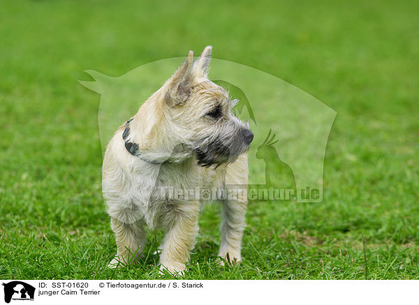 junger Cairn Terrier / young Cairn Terrier / SST-01620