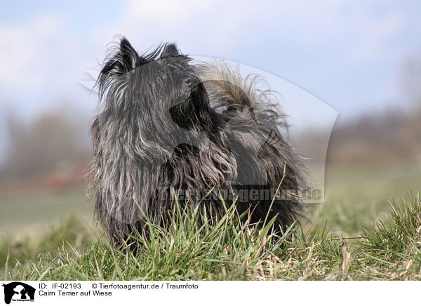 Cairn Terrier auf Wiese / Cairn Terrier on meadow / IF-02193