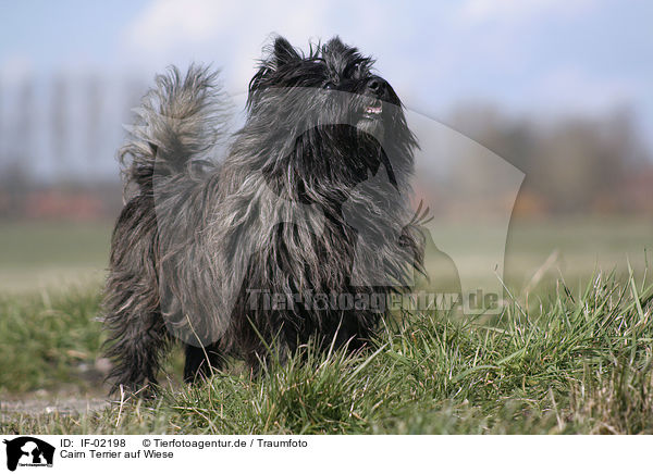 Cairn Terrier auf Wiese / Cairn Terrier on meadow / IF-02198