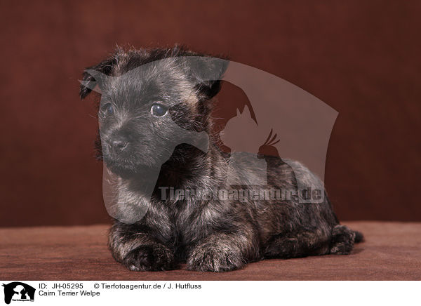 Cairn Terrier Welpe / JH-05295