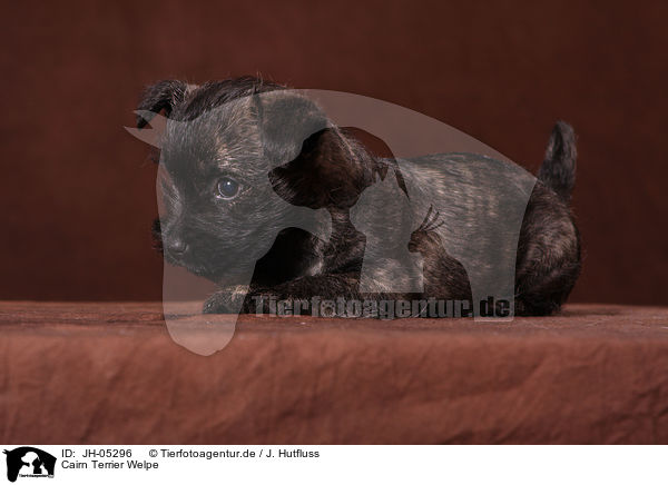 Cairn Terrier Welpe / JH-05296