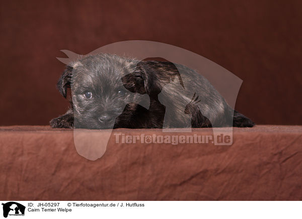Cairn Terrier Welpe / JH-05297