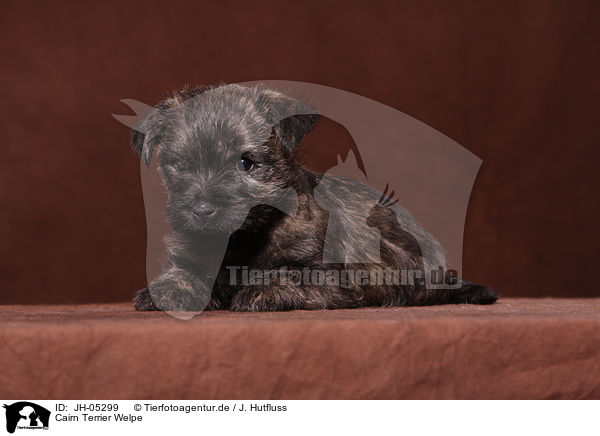 Cairn Terrier Welpe / JH-05299