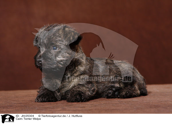 Cairn Terrier Welpe / JH-05304