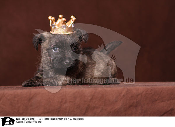 Cairn Terrier Welpe / JH-05305