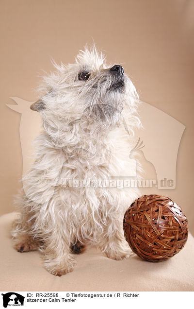 sitzender Cairn Terrier / RR-25598