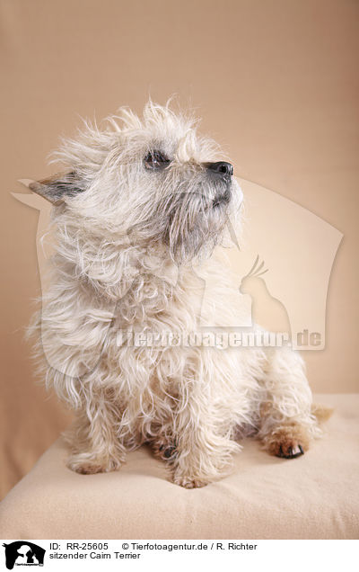 sitzender Cairn Terrier / RR-25605