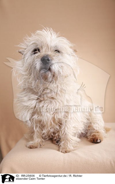 sitzender Cairn Terrier / RR-25606