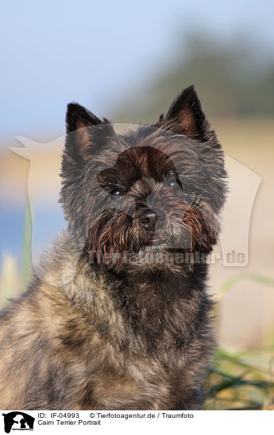 Cairn Terrier Portrait / Cairn Terrier Portrait / IF-04993