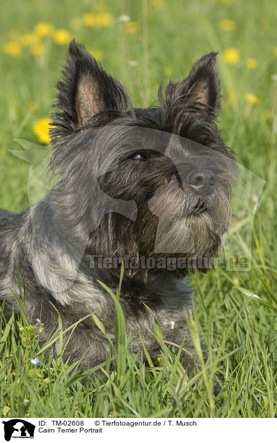 Cairn Terrier Portrait / Cairn Terrier Portrait / TM-02608