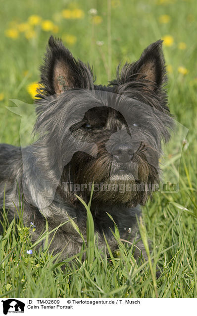 Cairn Terrier Portrait / Cairn Terrier Portrait / TM-02609