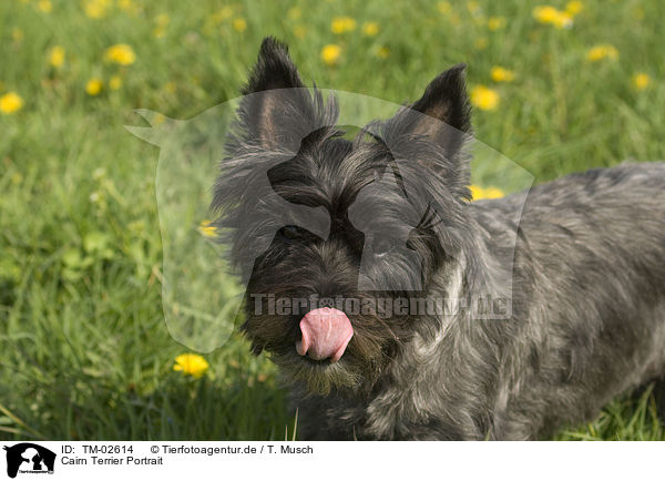 Cairn Terrier Portrait / Cairn Terrier Portrait / TM-02614