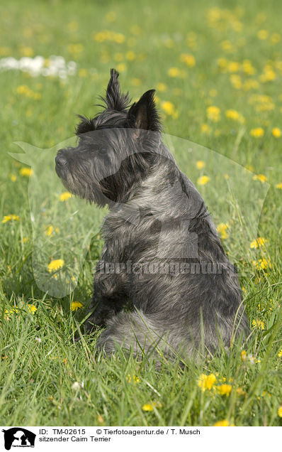 sitzender Cairn Terrier / sitting Cairn Terrier / TM-02615