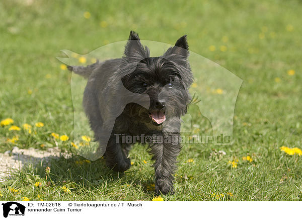 rennender Cairn Terrier / TM-02618