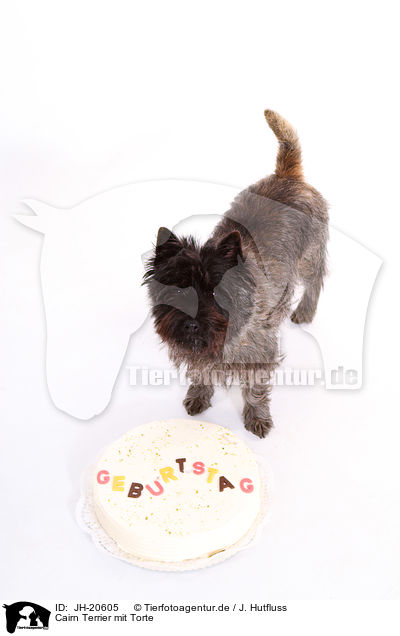 Cairn Terrier mit Torte / JH-20605