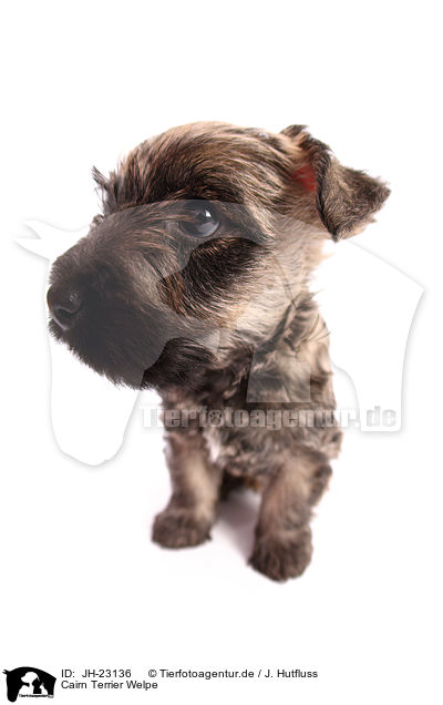 Cairn Terrier Welpe / JH-23136