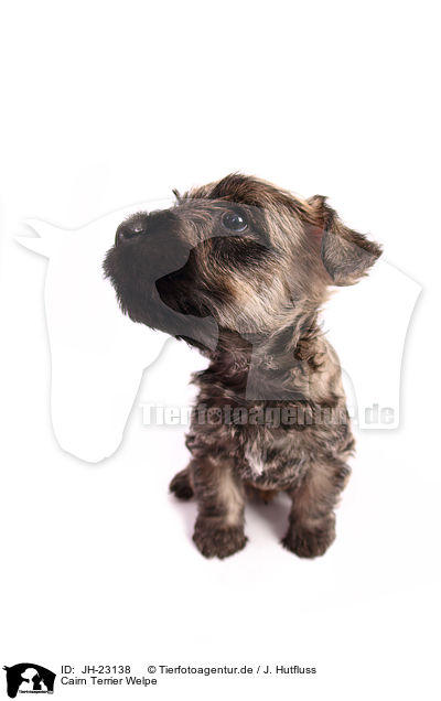 Cairn Terrier Welpe / JH-23138