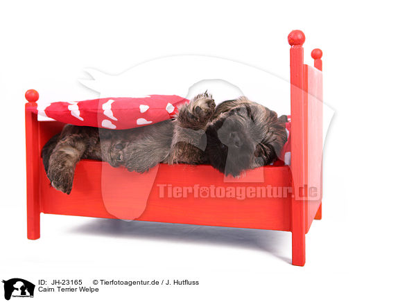 Cairn Terrier Welpe / JH-23165