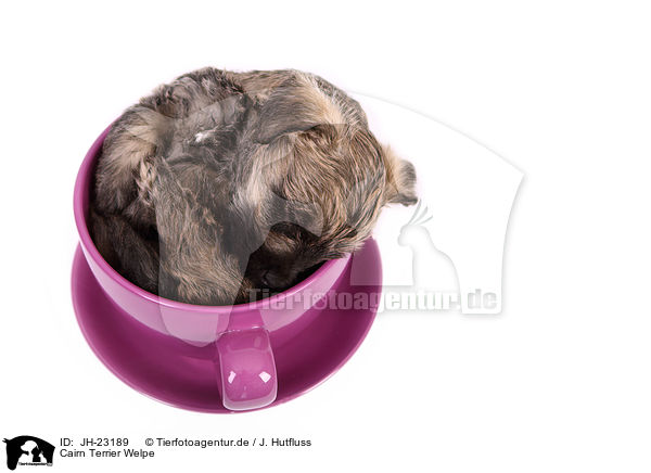 Cairn Terrier Welpe / JH-23189