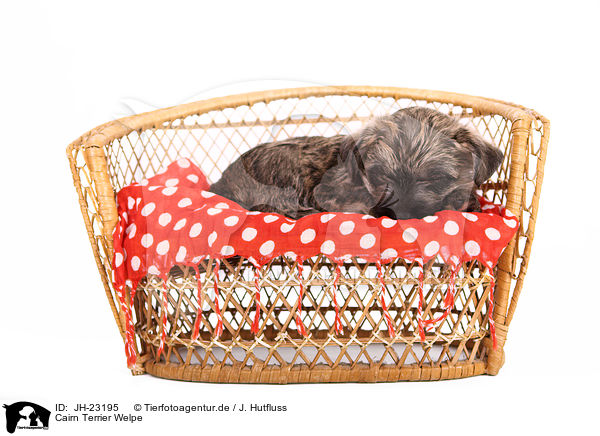 Cairn Terrier Welpe / JH-23195