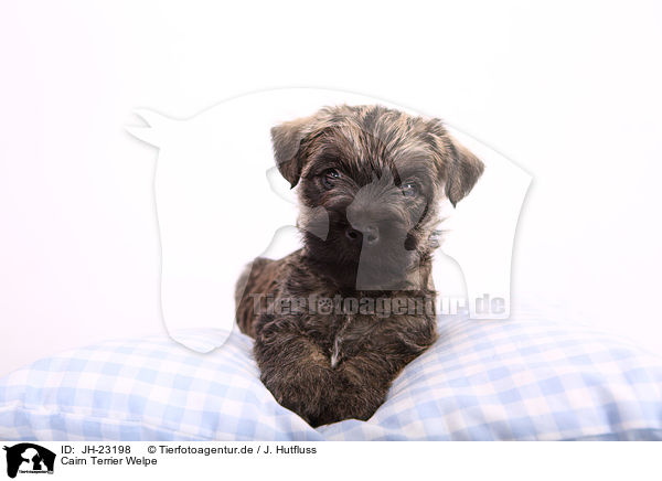 Cairn Terrier Welpe / JH-23198